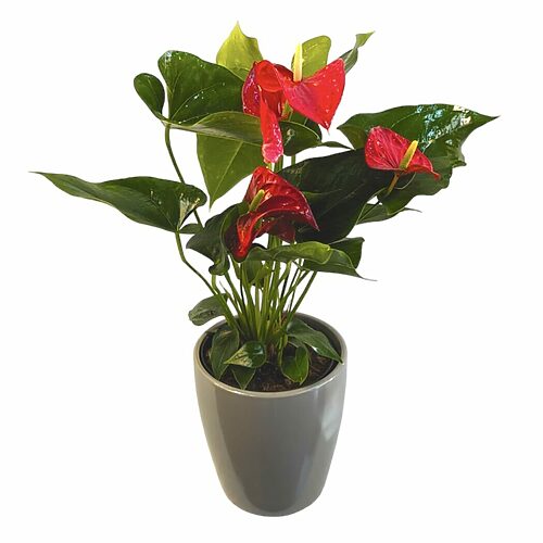 Anthurium rouge 6''