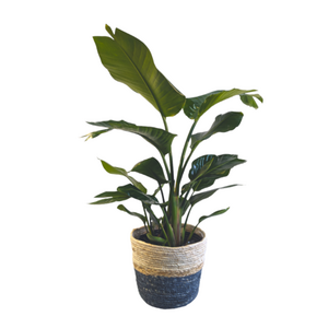 Plante grande Oiseau2